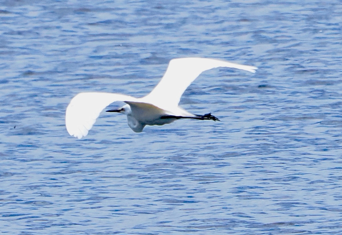 Great Egret (modesta) - ML646228541