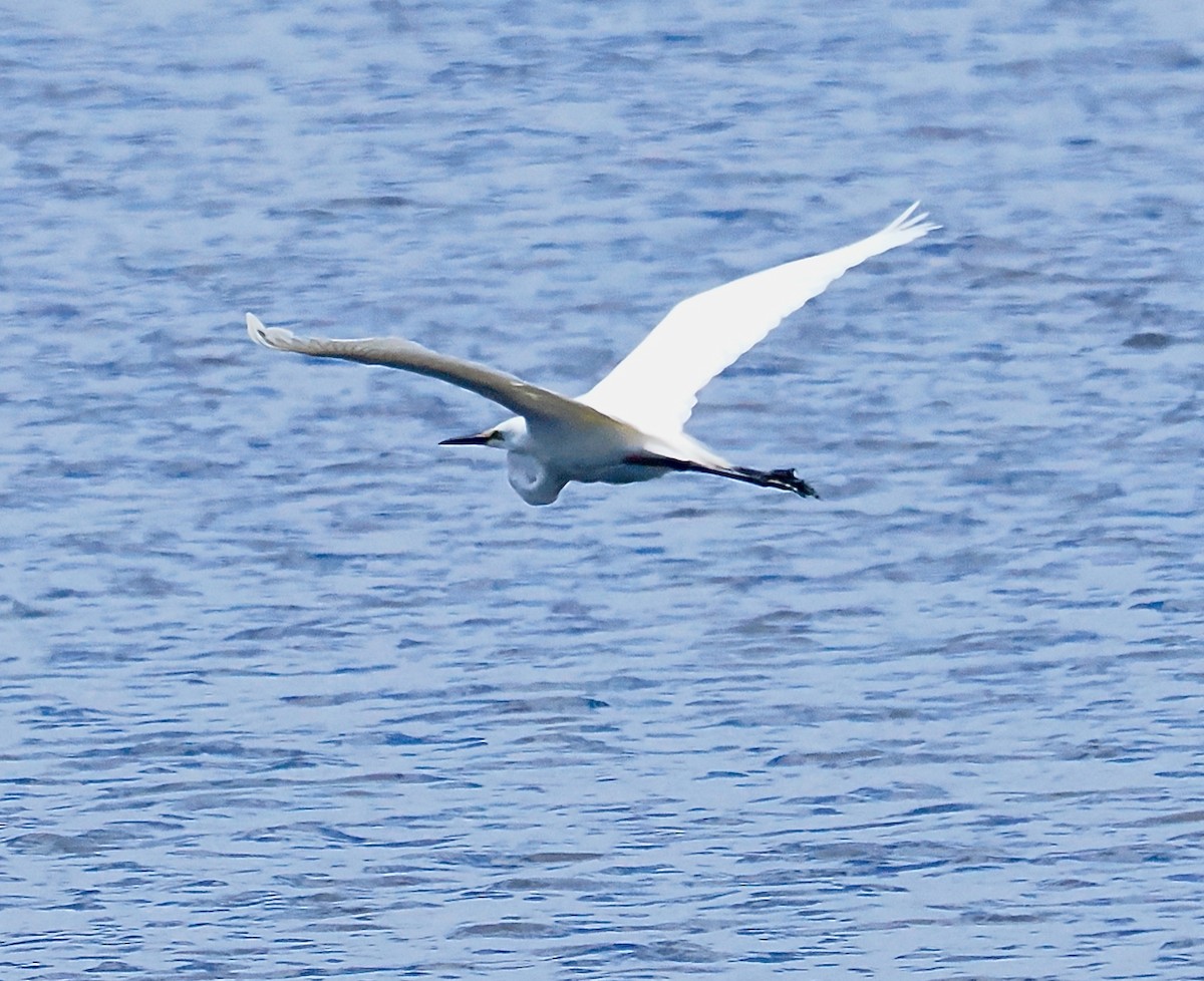 Great Egret (modesta) - ML646228542