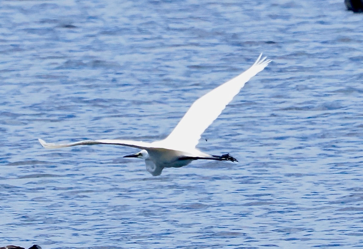 Great Egret (modesta) - ML646228543