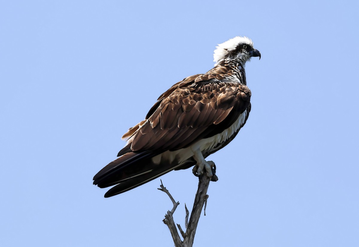 Osprey - ML646228544