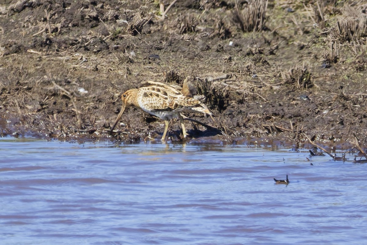 Latham's Snipe - ML646228545