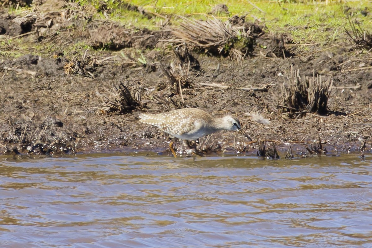 Wood Sandpiper - ML646228546