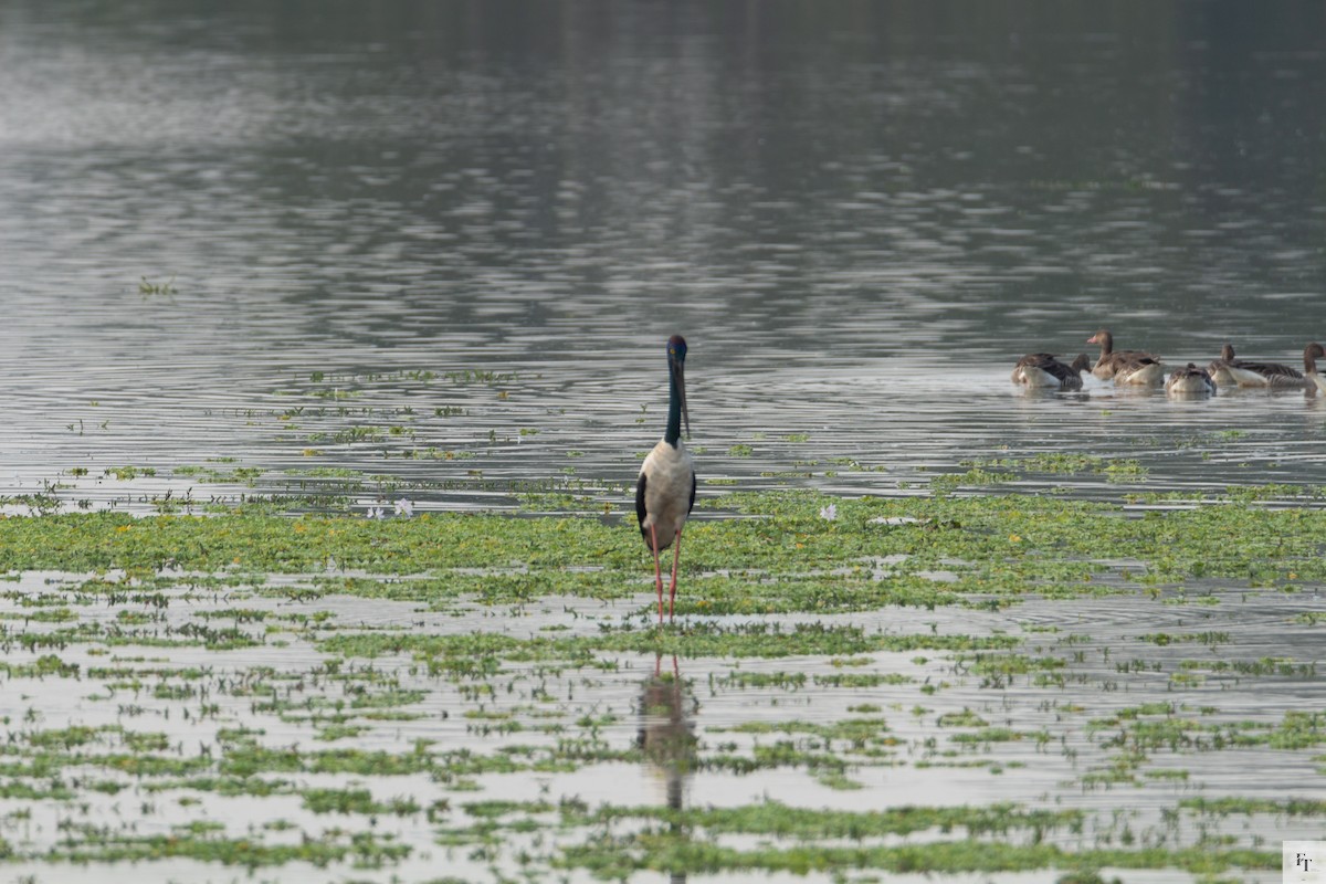 čáp černokrký - ML646228549