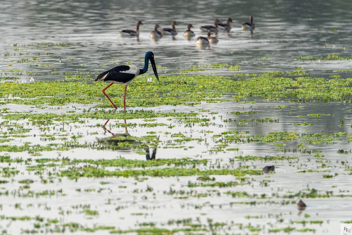 čáp černokrký - ML646228550