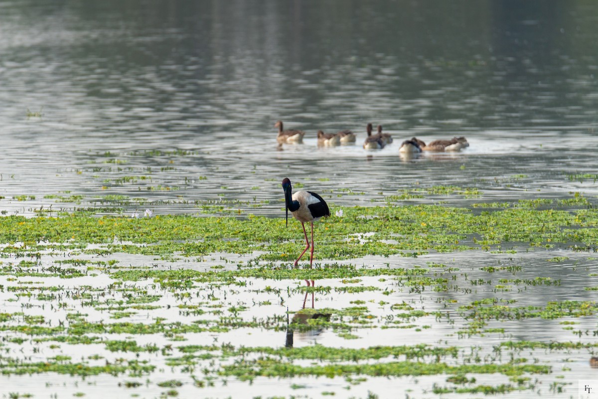 čáp černokrký - ML646228551