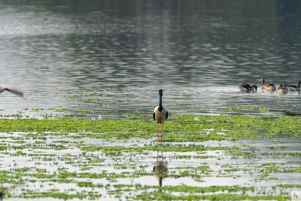 čáp černokrký - ML646228552