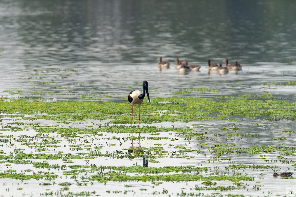 čáp černokrký - ML646228553