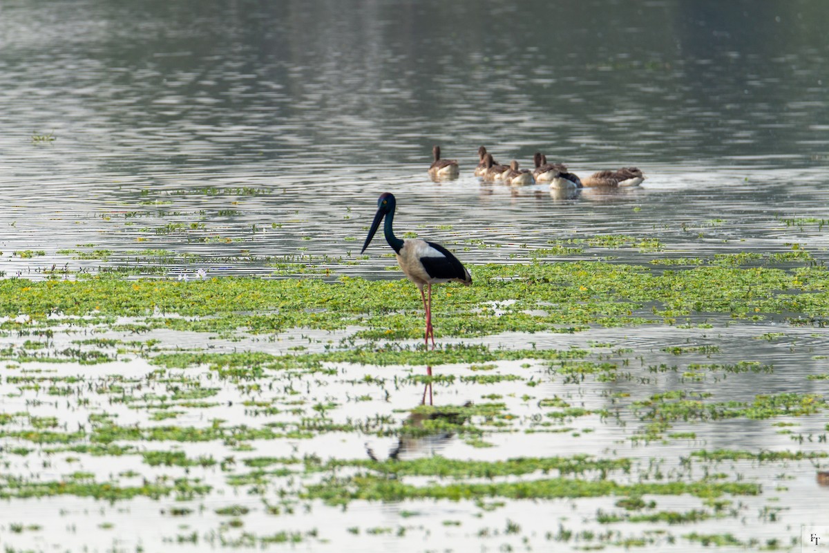 čáp černokrký - ML646228554