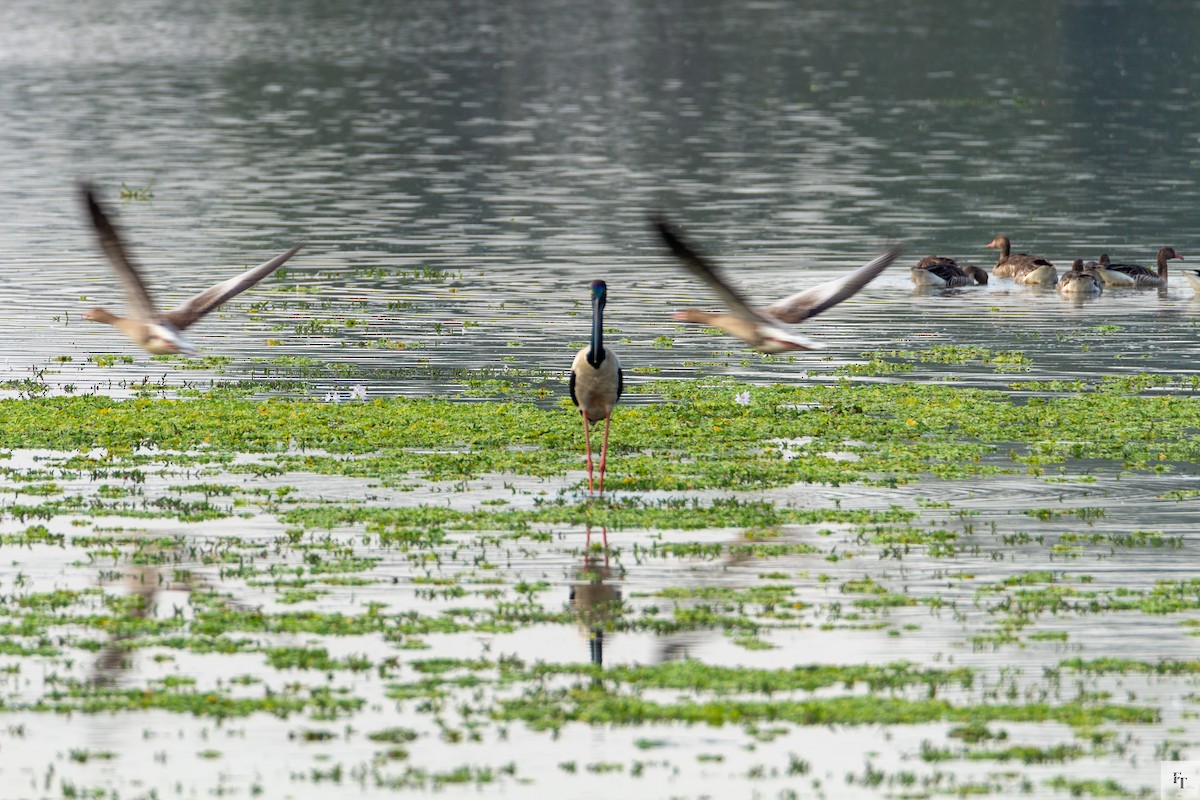 čáp černokrký - ML646228555