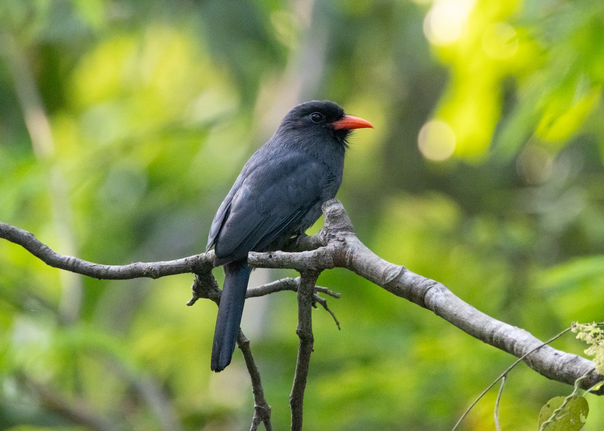 Black-fronted Nunbird - ML646228556