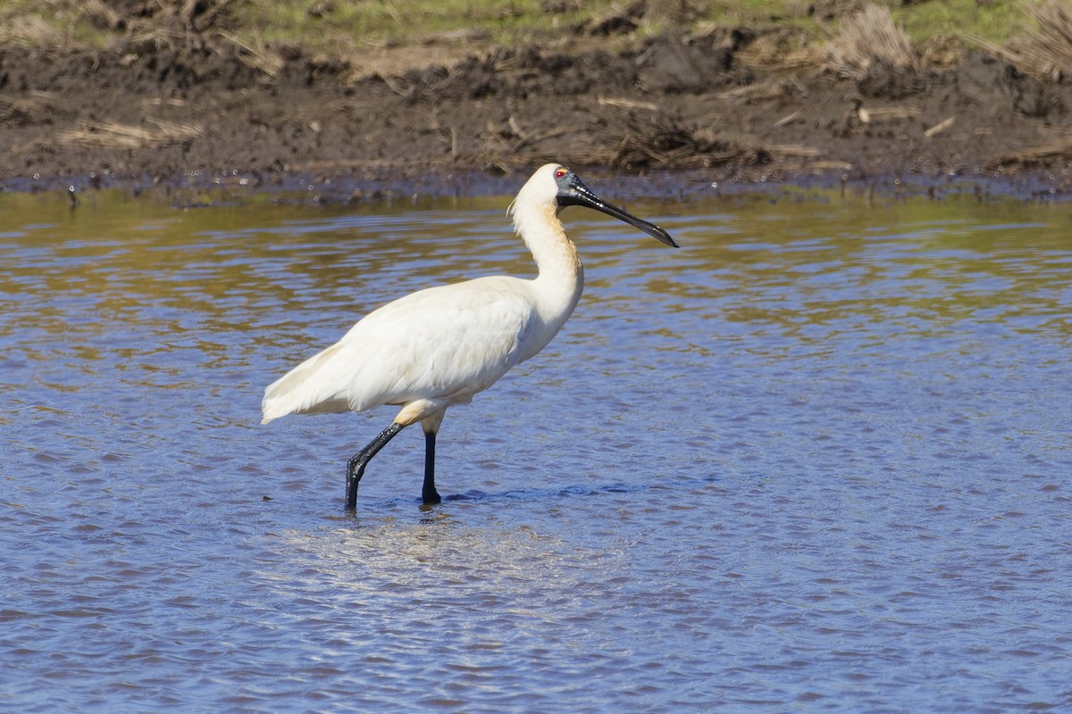 Royal Spoonbill - ML646228557