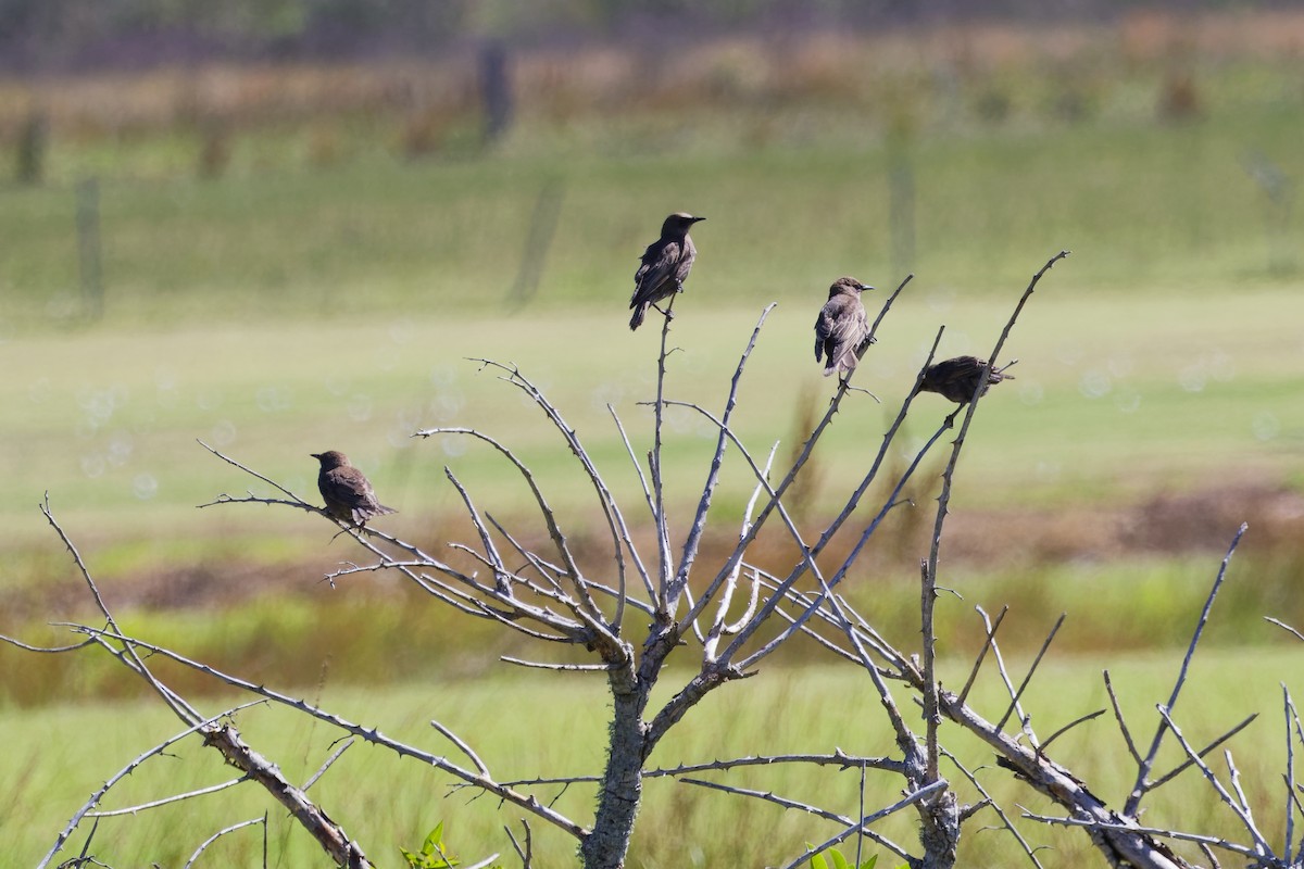 European Starling - ML646228559