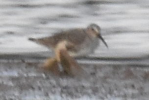 Dunlin - ML646228570