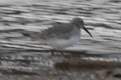Dunlin - ML646228571