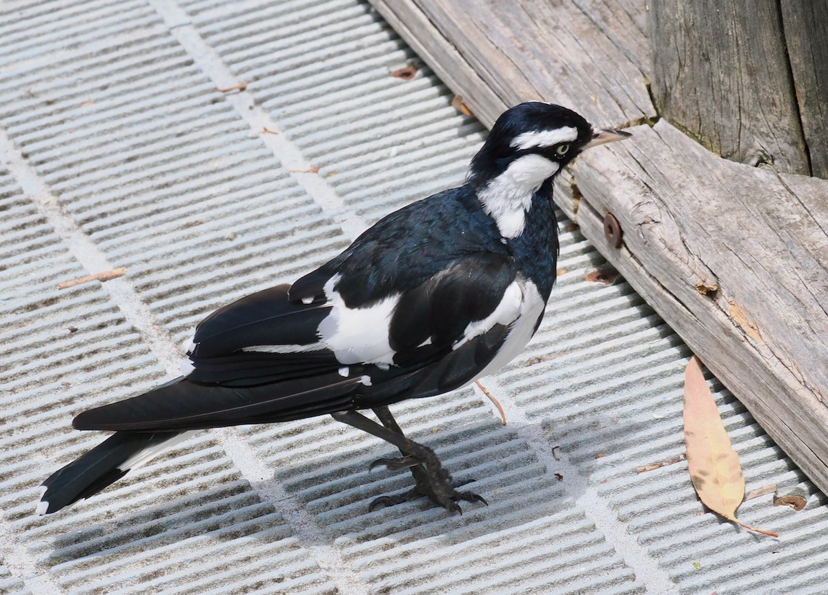 Magpie-lark - ML646228582