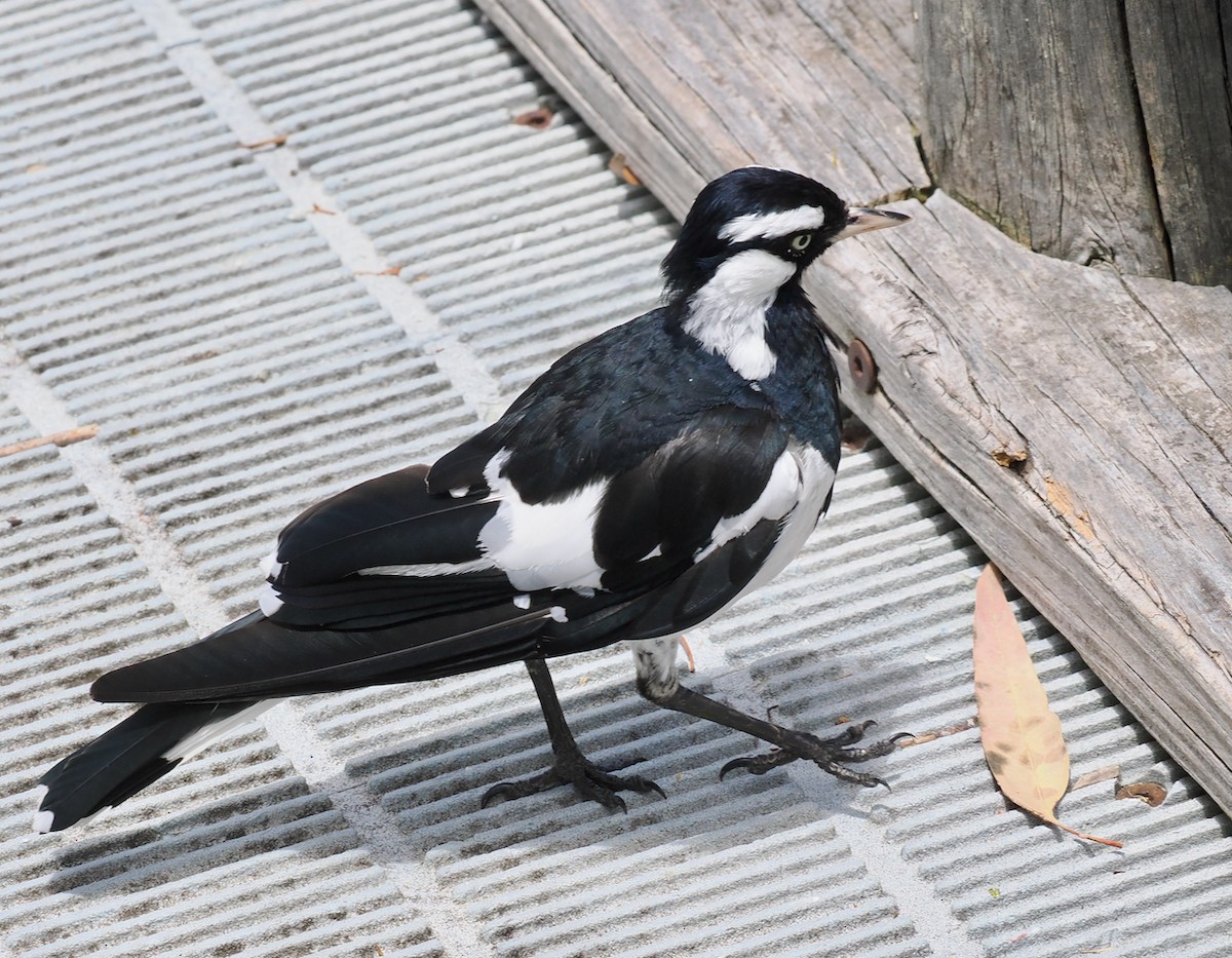 Magpie-lark - ML646228583