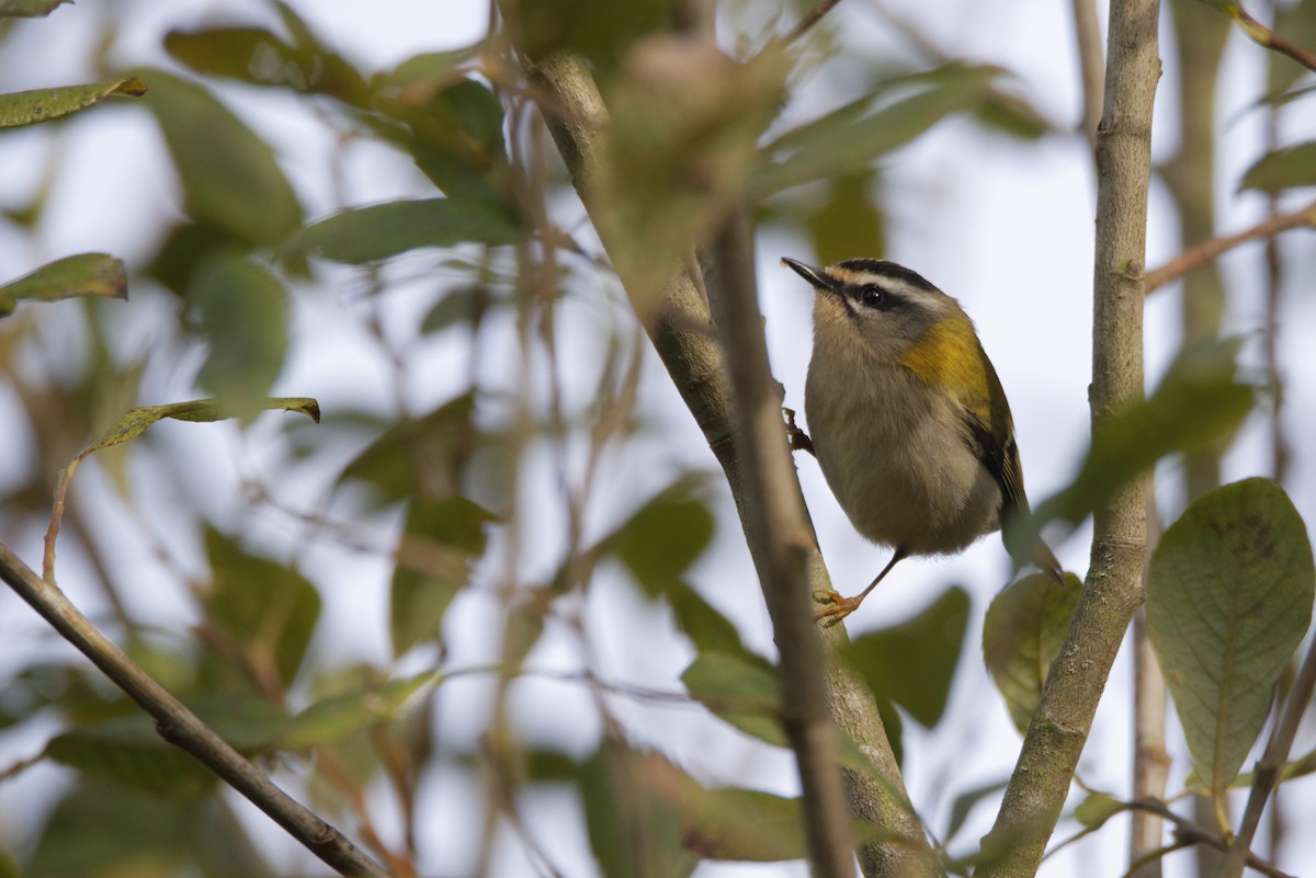Common Firecrest - ML646228586
