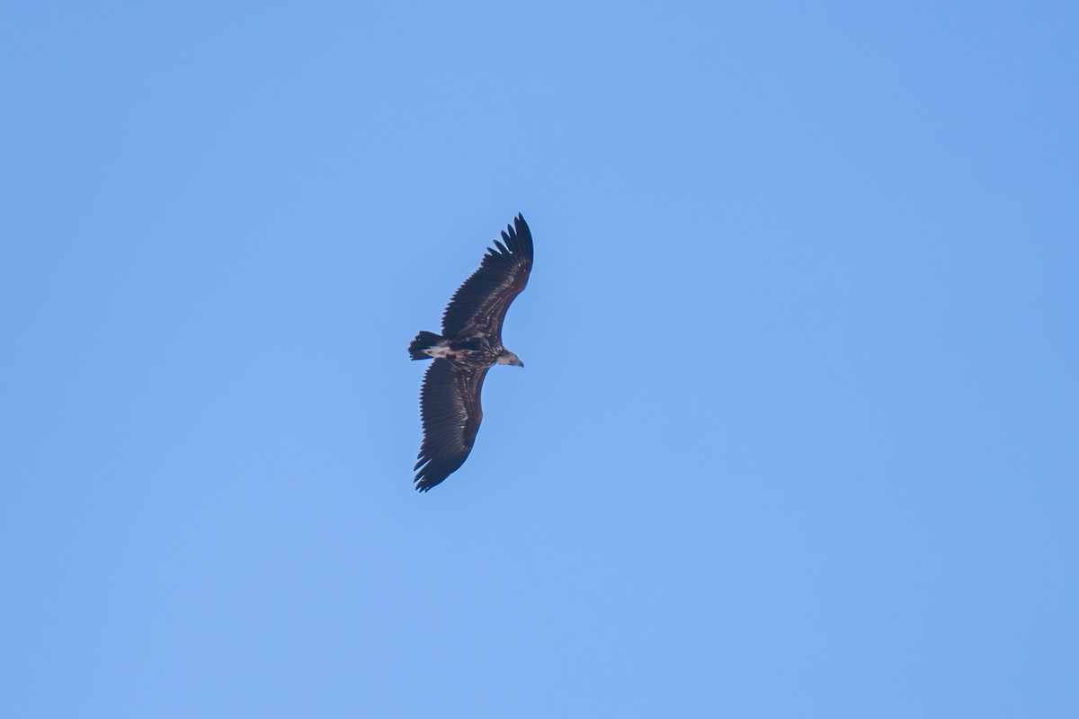 Lappet-faced Vulture - ML646228587