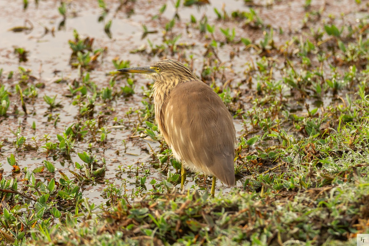 Hint Alaca Balıkçılı - ML646228588