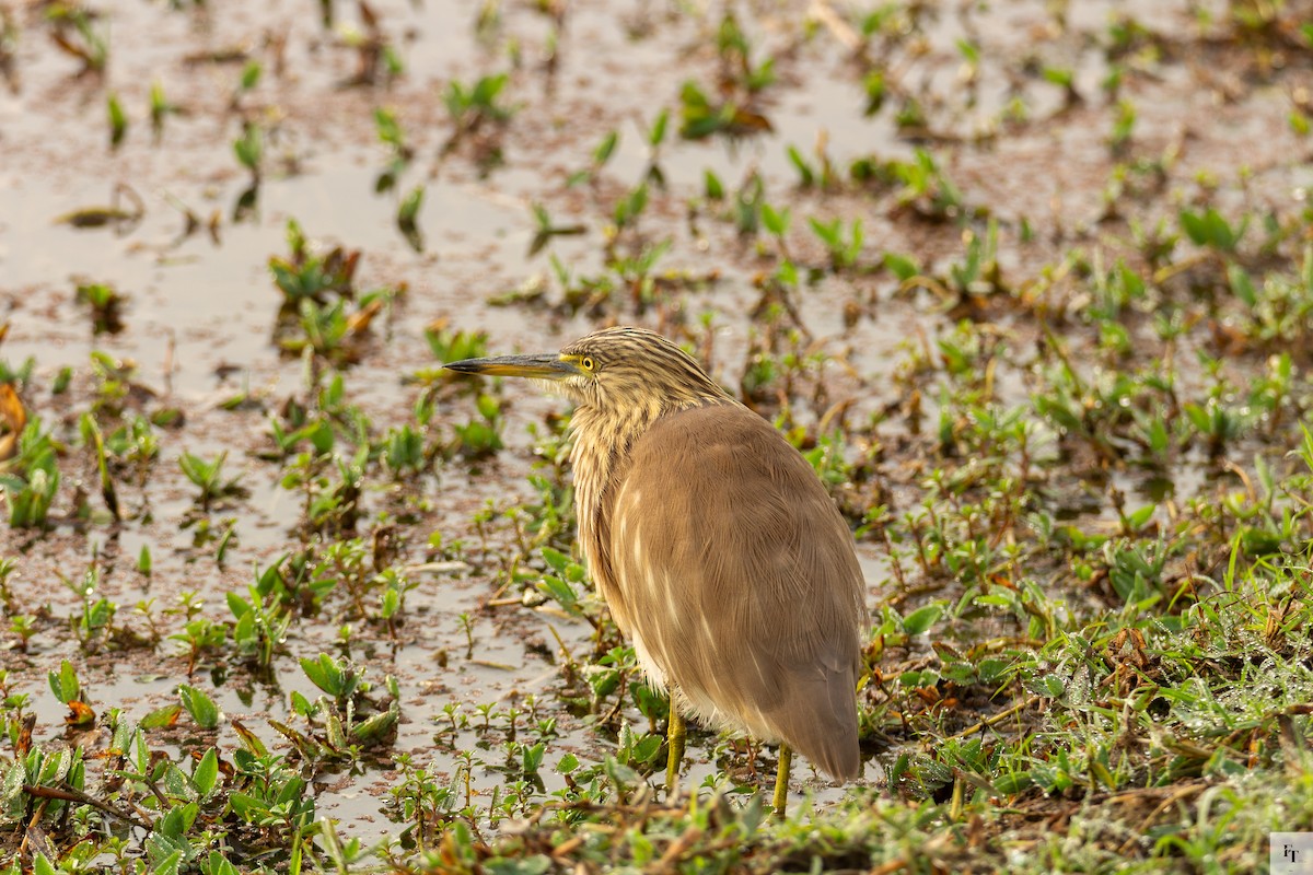 Hint Alaca Balıkçılı - ML646228589