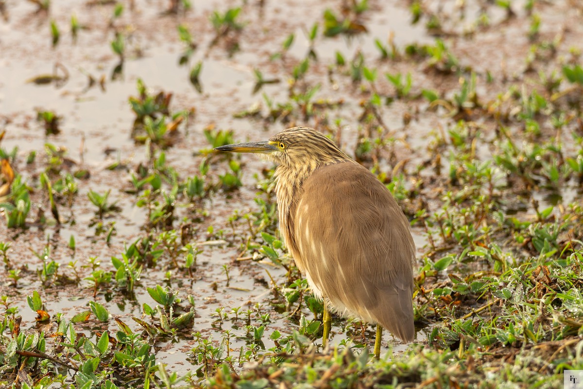 Hint Alaca Balıkçılı - ML646228590