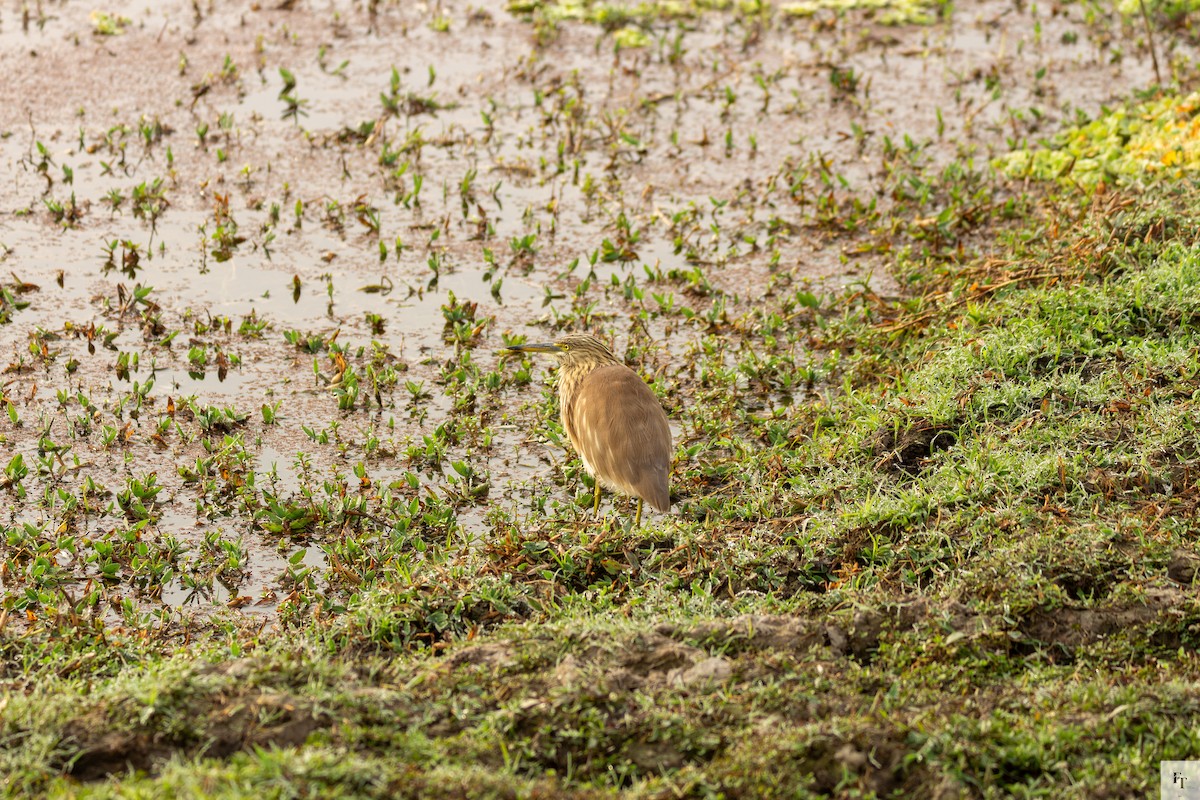 Hint Alaca Balıkçılı - ML646228591