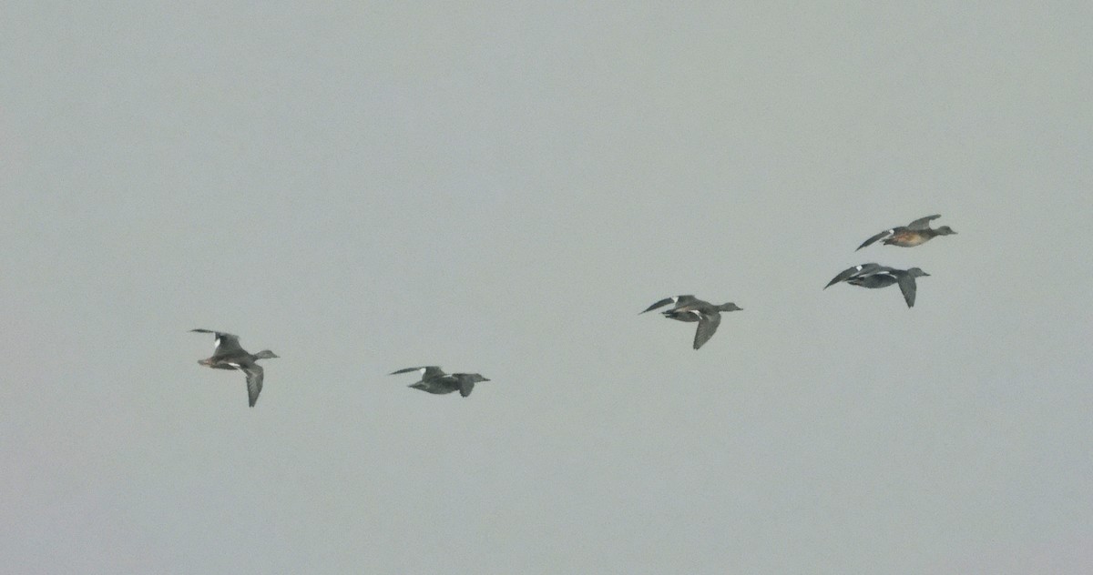 kopřivka obecná - ML646228596