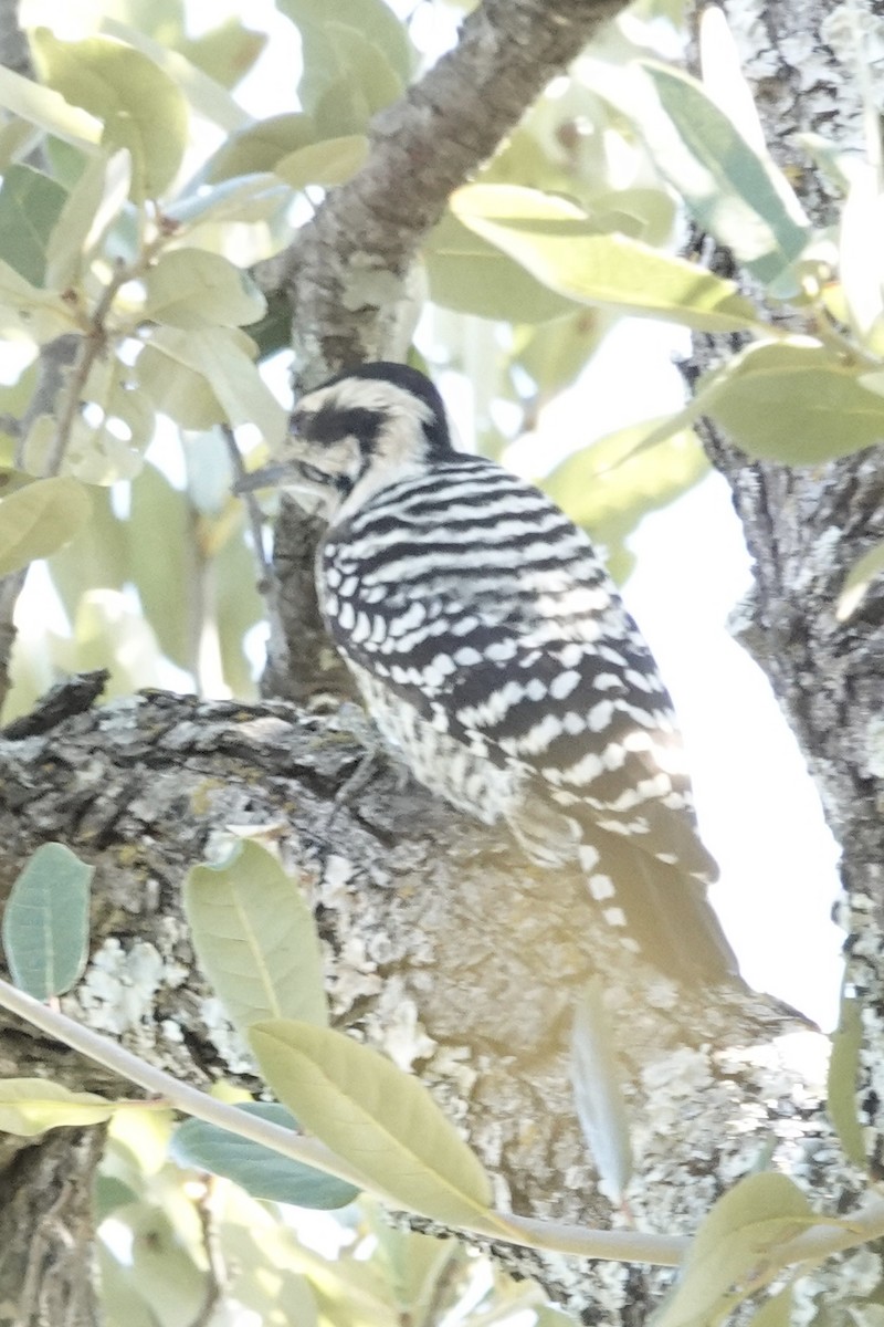 Ladder-backed Woodpecker - ML646228601
