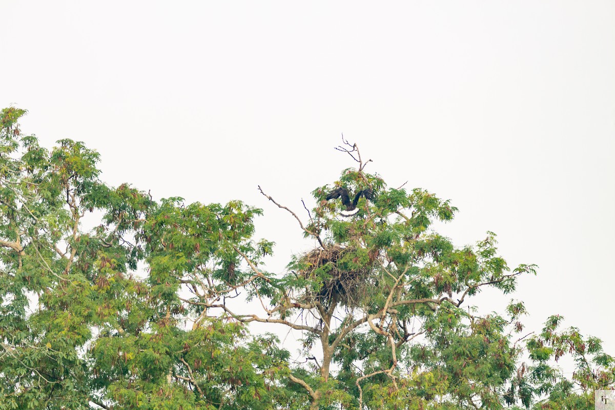 Bindenseeadler - ML646228607