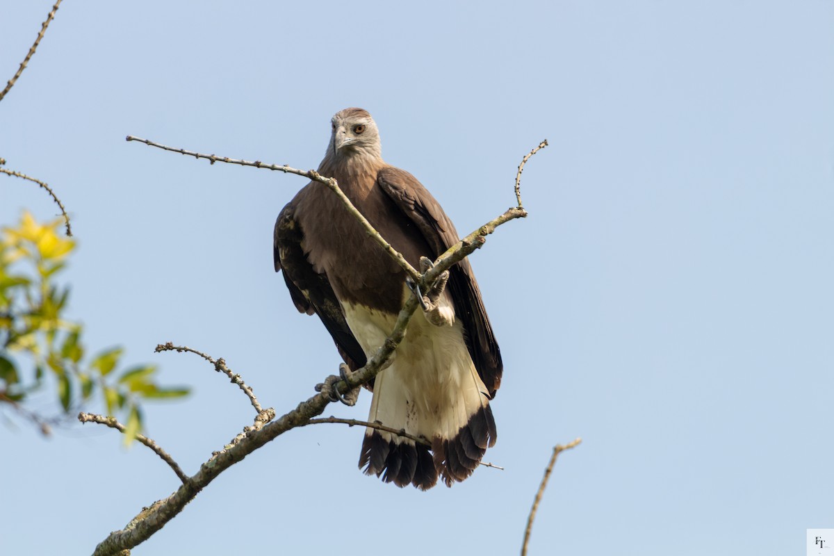 Graukopf-Seeadler - ML646228610