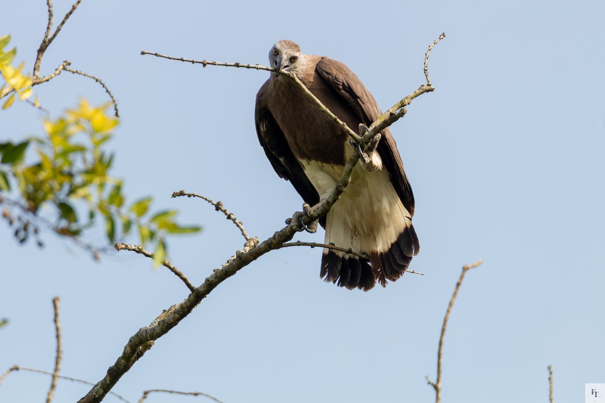 Graukopf-Seeadler - ML646228611