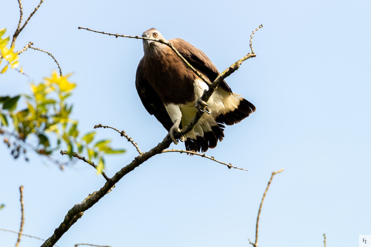 Graukopf-Seeadler - ML646228612