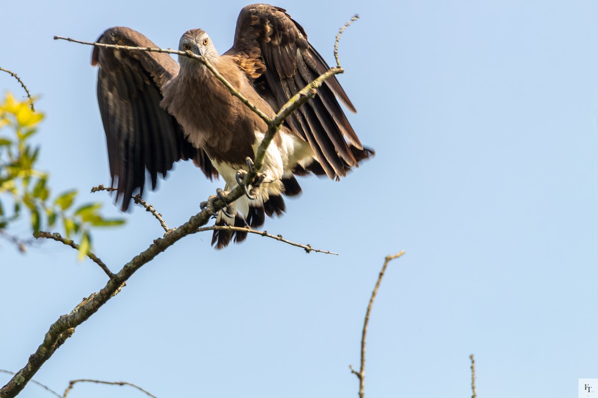 Graukopf-Seeadler - ML646228613