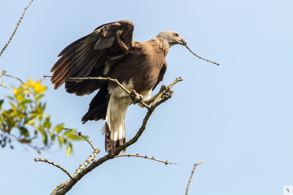 Graukopf-Seeadler - ML646228614