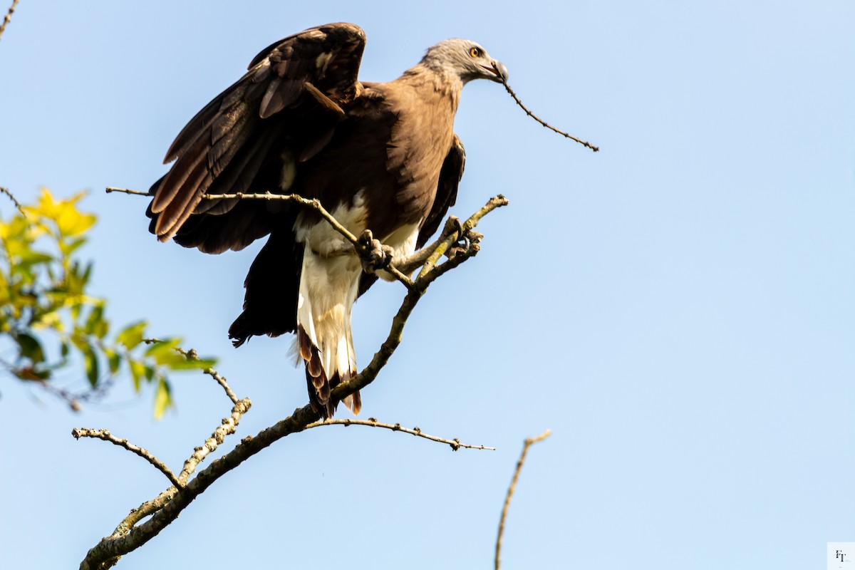 Graukopf-Seeadler - ML646228615