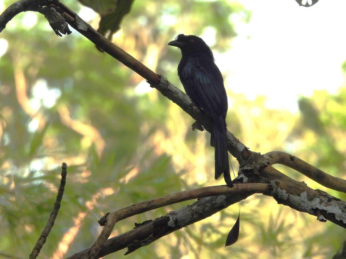 Flaggendrongo - ML646228616