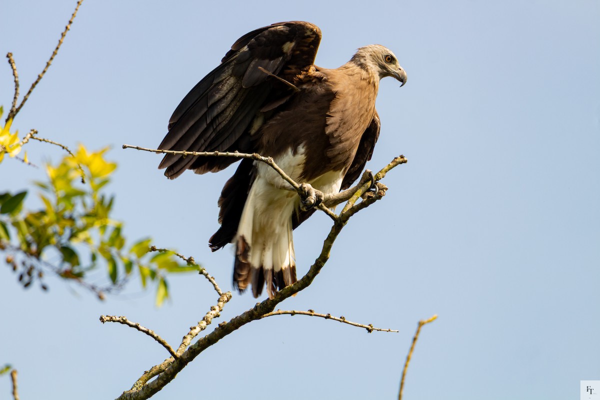 Graukopf-Seeadler - ML646228617