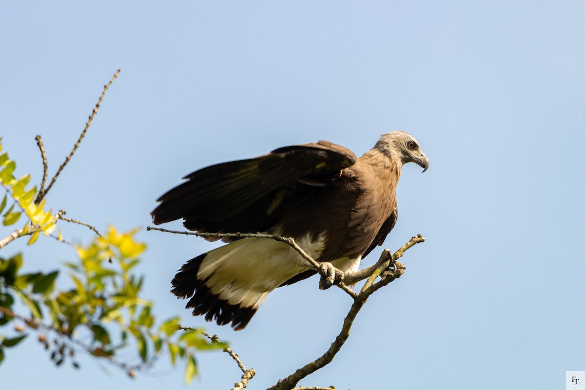 Graukopf-Seeadler - ML646228618