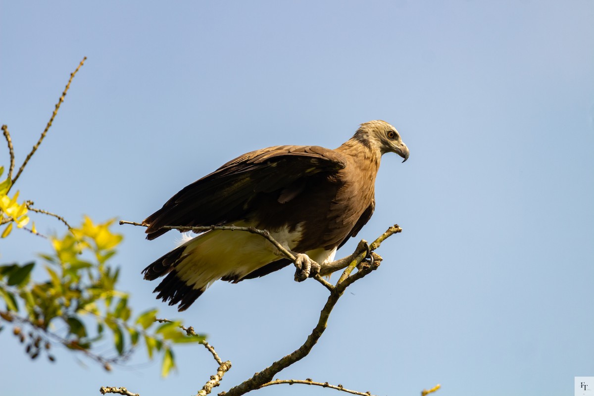 Graukopf-Seeadler - ML646228619