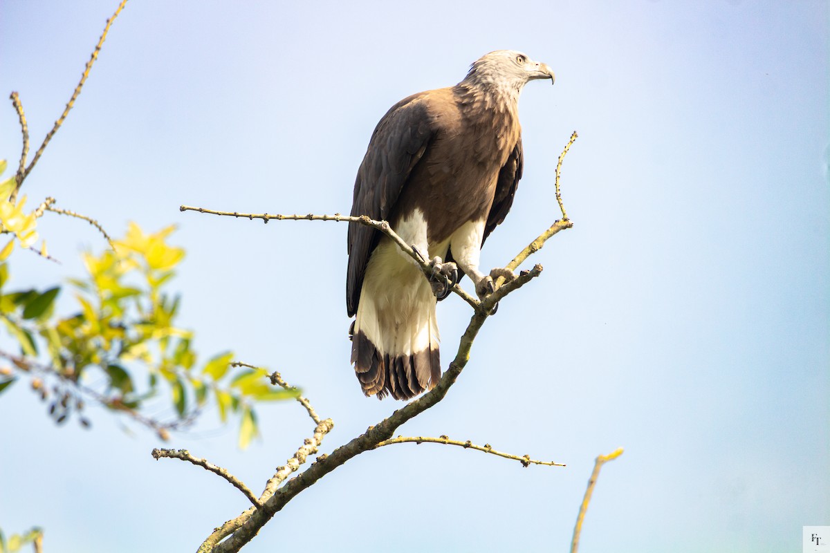 Graukopf-Seeadler - ML646228620