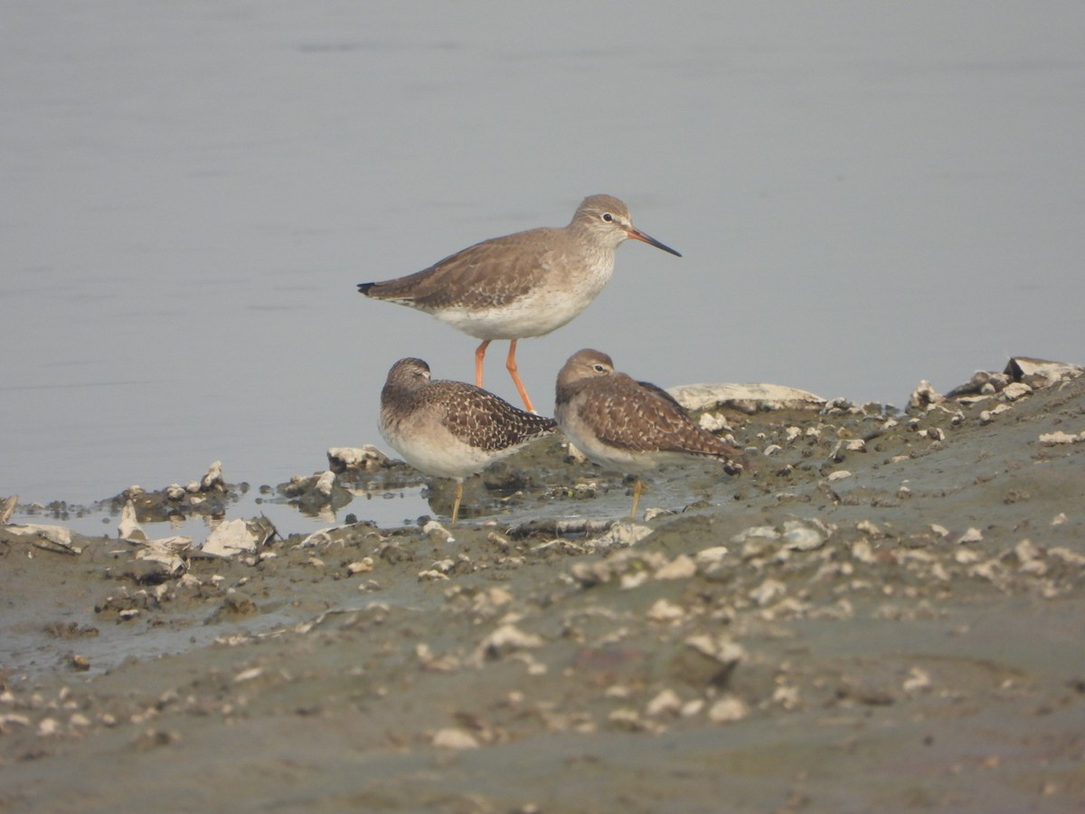 Bruchwasserläufer - ML646228621