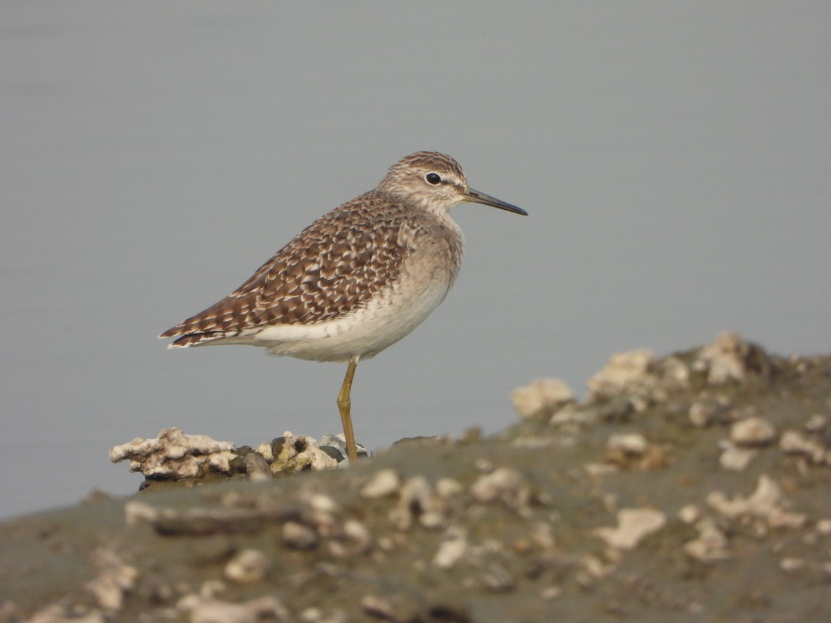 Bruchwasserläufer - ML646228622