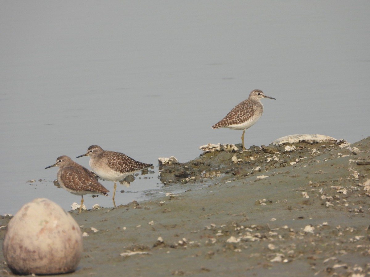 Bruchwasserläufer - ML646228623