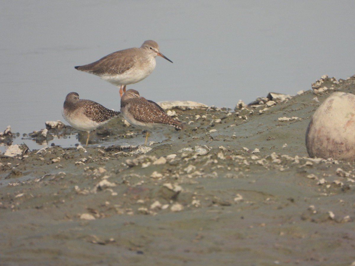 Bruchwasserläufer - ML646228624