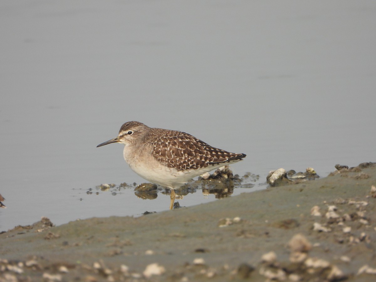 Bruchwasserläufer - ML646228625