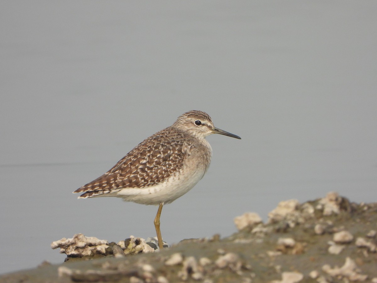 Bruchwasserläufer - ML646228626