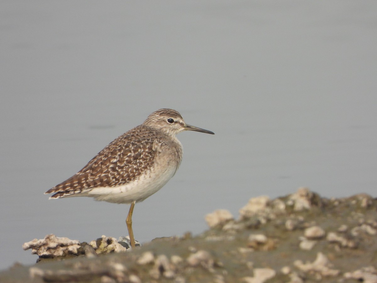 Bruchwasserläufer - ML646228627