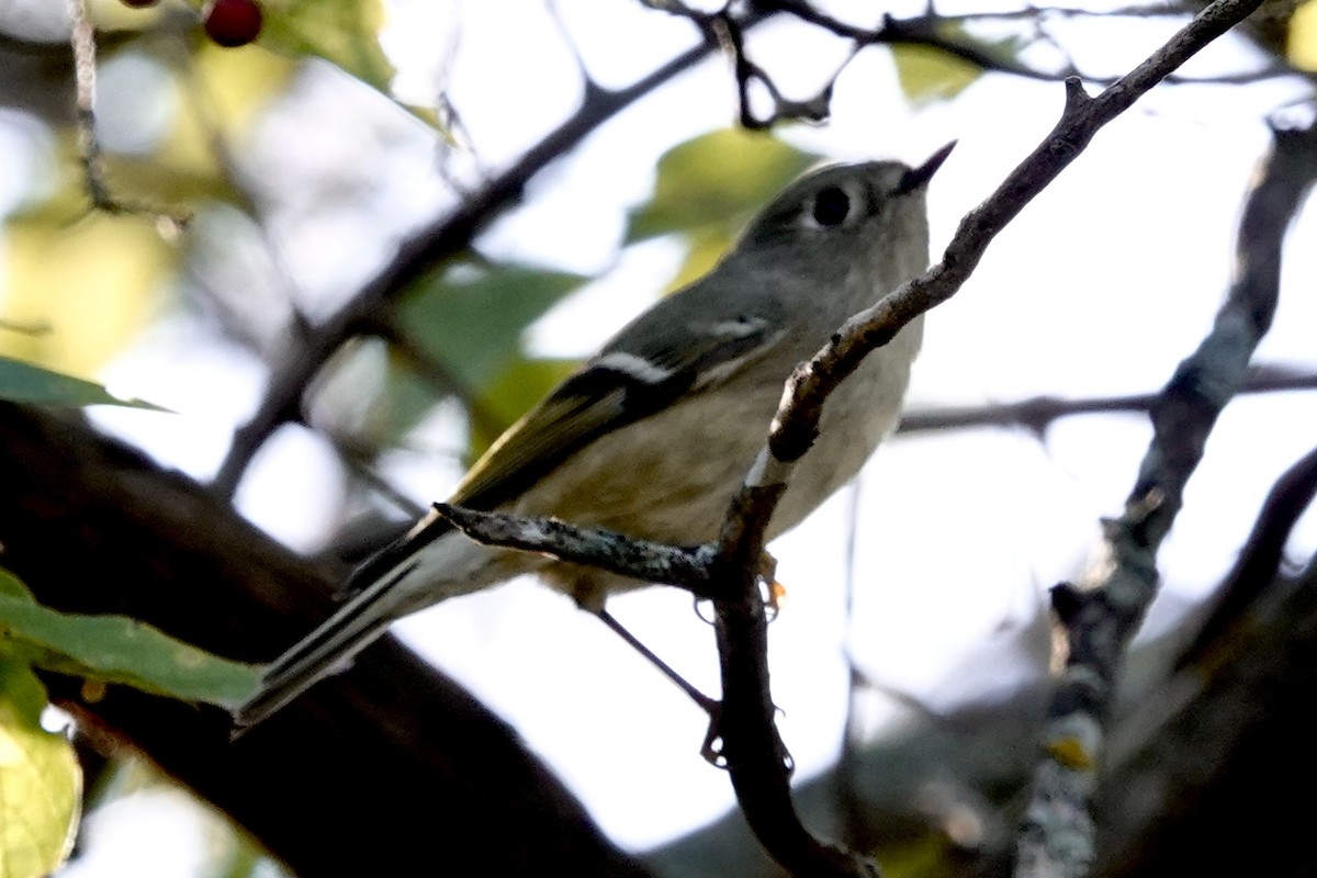 Rubingoldhähnchen - ML646228628