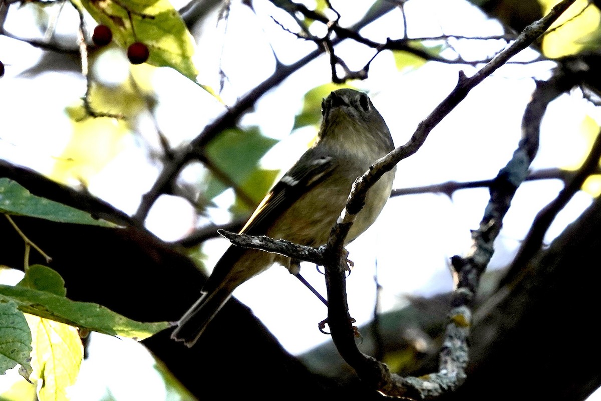 Rubingoldhähnchen - ML646228629