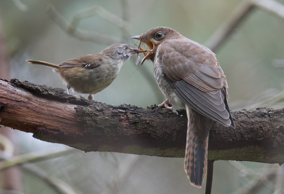 Chalcites (bronze-cuckoo sp.), unbestimmt - ML646228630